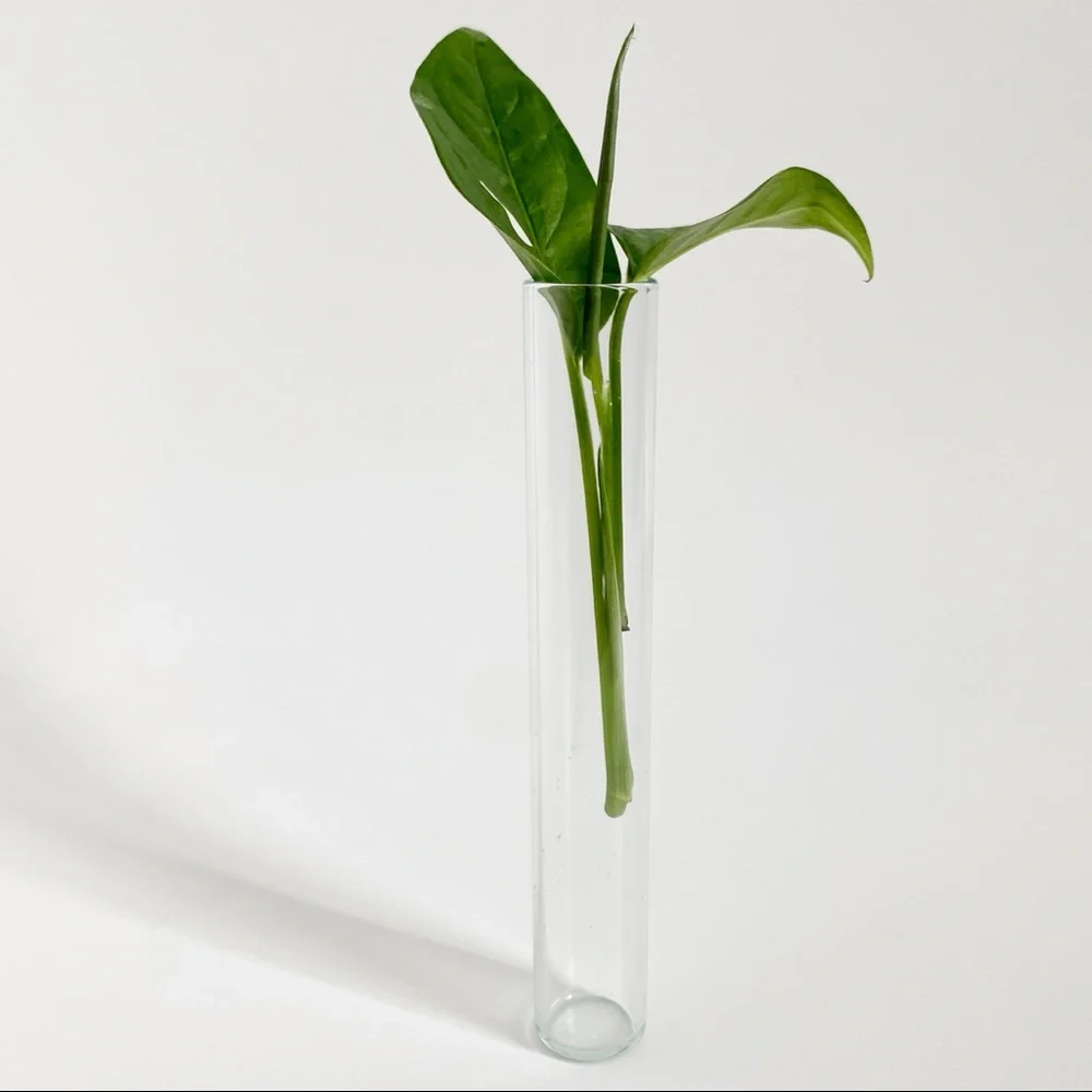 Minimalist Propagation Station Vintage Glass Test Tube Planter Plant